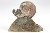 Iridescent, Pyritized Ammonite (Quenstedticeras) Fossil Display #209452-1